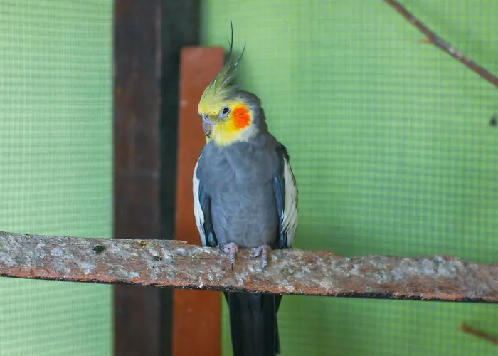 Pousada Campo Alegre